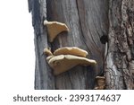 Small photo of Dryad's saddle shelf mushroom growing on a rotting tree