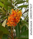 Small photo of Byrsonima has 135+ types of trees and shrubs in the Americas, from Mexico to Brazil. They have yellow flowers and make edible nance fruits.