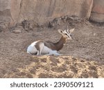 Small photo of DAMA GAZELLE-This is the largest of all gazelles and the world’s most threatened.