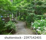 円通院 バラ園
 Matsushima Entsuin rose garden park and caves Miyagi prefecture Japan