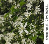 Small photo of Aromatic Jui Flower Clematis flammula, the fragrant virgin's bower, is a species of flowering plant in the family Ranunculaceae