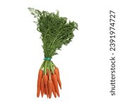 Small photo of Fresh and sweet carrot set of bunch ripe carrots. Carrot vegetable with leaves isolated on white background cutout. fresh bundle of carrots, isolated. Bunch of carrots with top view.