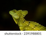 Small photo of Portrait of the plumed basilisk