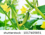 Young Plant Cucumber With...