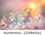 Golden Butterfly Glows In The...