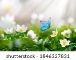 Beautiful spring  background with blue butterfly in flight and flowers anemones in forest on nature. Delicate elegant dreamy airy artistic image harmony of nature.