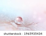 Light airy natural background in pink tones with drop of water on feather, macro. Elegant, gentle artistic image beauty of nature.