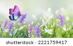 Purple butterfly on wild white...