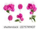 Small photo of Blooming branch, flowers and inflorescence of bougainvillea isolated on white background. Element for design close-up.