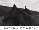 Small photo of Wild Horses Nuzzle in Wyoming Mountains