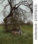 Small photo of An old well near a decrepit tree in spring