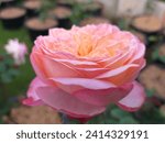 Small photo of It's kordes jubilee rose nearly blooming.Rose variety ‘Kordes’ Jubilee’. Rose with yellow-pink flower in garden, close-up