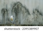 Small photo of Taoyuan Guanyin／Taiwan 06302023 The abandoned wall next to the lotus field has a remnant of nature, and an egret stands beside it.