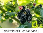 ripe blackberry fruits in the garden or forest
