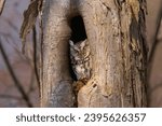 Small photo of Eastern Screech Owl in Tree Trunk
