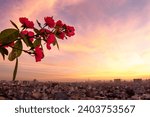mac spice rose in the early morning, romantic sky with city background