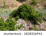 Small photo of Dunes plants of the Baltic Sea coast - wild rose / Rosa canina / shrubs and Lyme-grass /Leymus arenarius /. Rosehip red and orange fruits are used in medicine. Vulnerary plants. Latvia