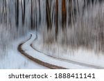 Pine forest, tree trunks on a winter day. The natural rhythm of tree trunks and shrub branches. A winding forest trail leads through the snowy forest. Blurred background. Latvia