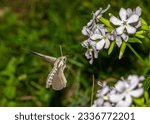 Small photo of The butterfly sphinx Pine hawk-moth (Hyloicus pinastri) fly and sucks nectar from the flowering Soapwort (Saponaria officinalis)flowers. Moths. Latvia