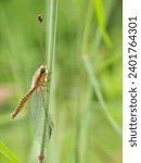 Small photo of Ascalaphidae is a family of insects in the order Neuroptera commonly called owlfly there are about 450 extant species They are fast-flying crepuscular or diurnal predators of other flying insects
