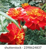 Small photo of The name of the flower is safari meri gold