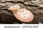 Small photo of Dryad's saddle mushroom growing on log in forest