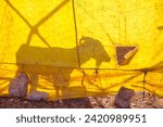 Shadow of a goat behind a yellow tent