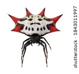 Spiny Orb Weaver Spider 3d...