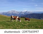 Cows in a mountain pasture in the french Alps