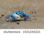 Fiddler crabs  ghost crabs on...