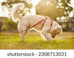 Small photo of Golden retriever. Golden retriever digging a hole closeup at sunset. Retriever digs a hole in the ground in the park. A well-groomed golden retriever digs a hole in the ground in a park at golden hour