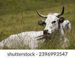 Small photo of OWS IN THE PYRENEAN MOUNTAIN PASTURES