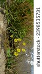 Small photo of a picture of Ixeris polycephala flowers growing near a ditch side by side with grass plants along the ditch.