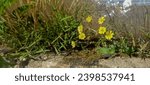 Small photo of a picture of Ixeris polycephala flowers growing near a ditch side by side with grass plants along the ditch.