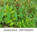 Small photo of Indigofera is a type of forage from the tree legume group that is medium in size so it is categorized as a shrub legume. This plant has the characteristics of green leaves with a simple compound type