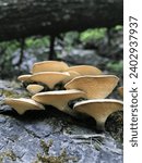 Small photo of Polyporus alveolaris ,Group of wild mushrooms Dryad’s saddle,wild mushroom,natural mushroom,tree, natural, forest, brown, wood, fungus, mycology, closeup, mushroom, nature, background, fungi, mushroom