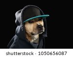 Friendly American Stafford terrier dog in cool blazer jacket and baseball cap like rapper isolated on black background 