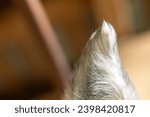 Small photo of Horse skin textures. Furry texture. Horsehair. Furry abstract compositions.