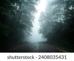 A creepy road in the middle of a foggy forest. 