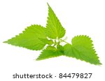 Stinging Nettle (Urtica Dioica) Isolated on White Background
