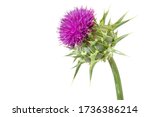 beautiful close up medical plants milk thistle (Silybum marianum) flower isolated on a white background.