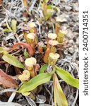 Small photo of pitcher plants are several different maging plants that have modified leaves called serling traps—a prey-trapping mechanism characterized by deep holes filled with digestive fluids. the trap for what