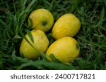 Small photo of The ripe mangoes mostly taste sweet and are soft and pulpy. I like the taste of ripe mangoes as it is very juicy and refreshing. The unripe mangoes ha