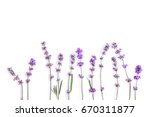 Fresh Lavender Flowers On A...