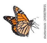 Monarch butterfly with open...