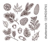 Sketch Fir Branches. Acorns And ...