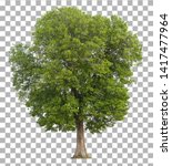 Tree isolated on transparent...