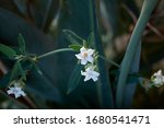 White Flowers Of Araujia...