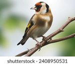 The european goldfinch ...