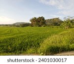 Small photo of beautiful view of terraced rice fields. there are rice plants that are already green. there is a clear sky and small mountains there. There is a boat connection in the Pendoworejo Kulon Progo area